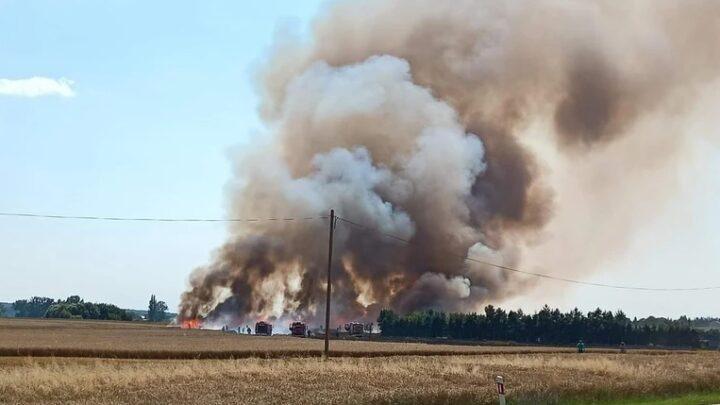 Incendie sur 100 hectares de céréales en Subcarpathie. D’énormes pertes