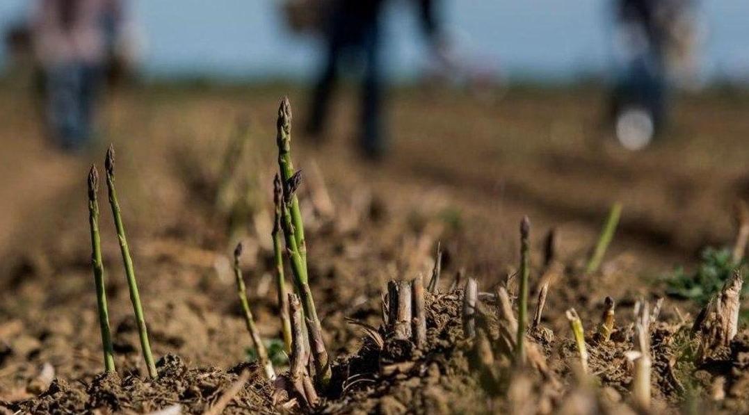 En France, a décidé d’indemniser les agriculteurs pour les pertes subies en raison de la sécheresse