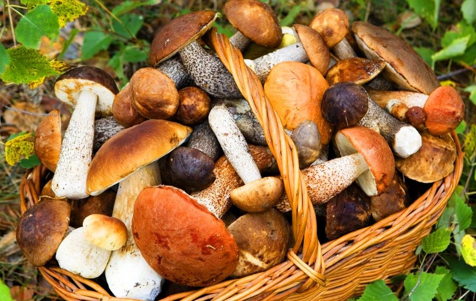 Récolte sans précédent : des pluies torrentielles en octobre ont apporté une abondance de champignons en France et en Suisse
