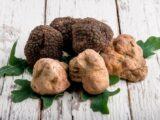 En France, ils ont appris à cultiver les truffes les plus chères