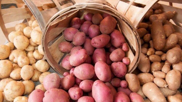Le niveau de nutrition minérale et la qualité des tubercules de pomme de terre