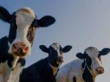 Montre intelligente auto-rechargeable - pour les vaches