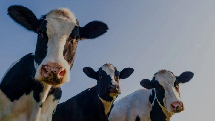 Montre intelligente auto-rechargeable – pour les vaches