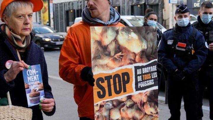 Des militants français protestent contre le meurtre de poussins mâles