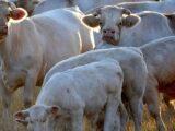 La réduction du nombre de vaches n'est pas la solution pour diminuer les émissions de CO2