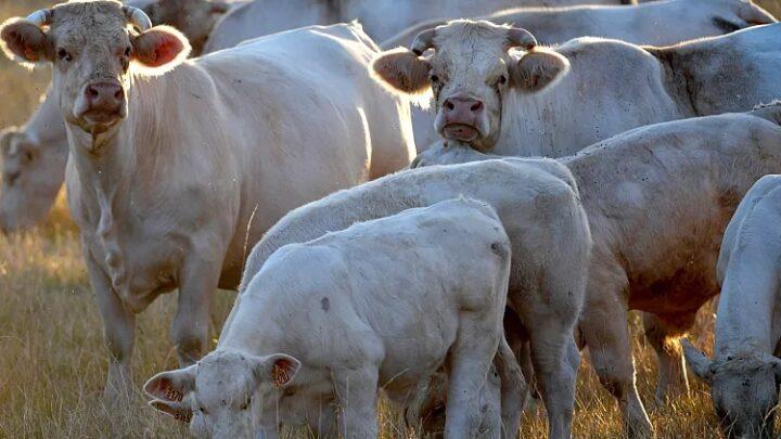 Les agriculteurs français ne sont pas d’accord : La réduction du nombre de vaches n’est pas la solution pour diminuer les émissions de CO2