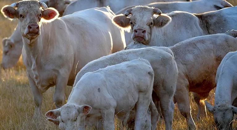 Les agriculteurs français ne sont pas d’accord : La réduction du nombre de vaches n’est pas la solution pour diminuer les émissions de CO2